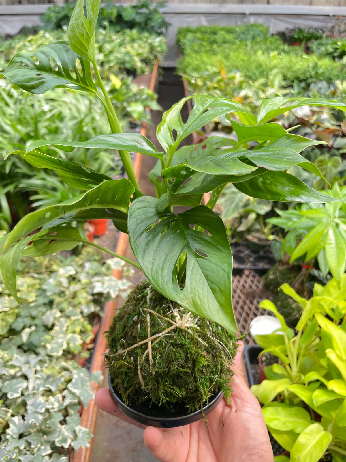龟背竹日式苔球