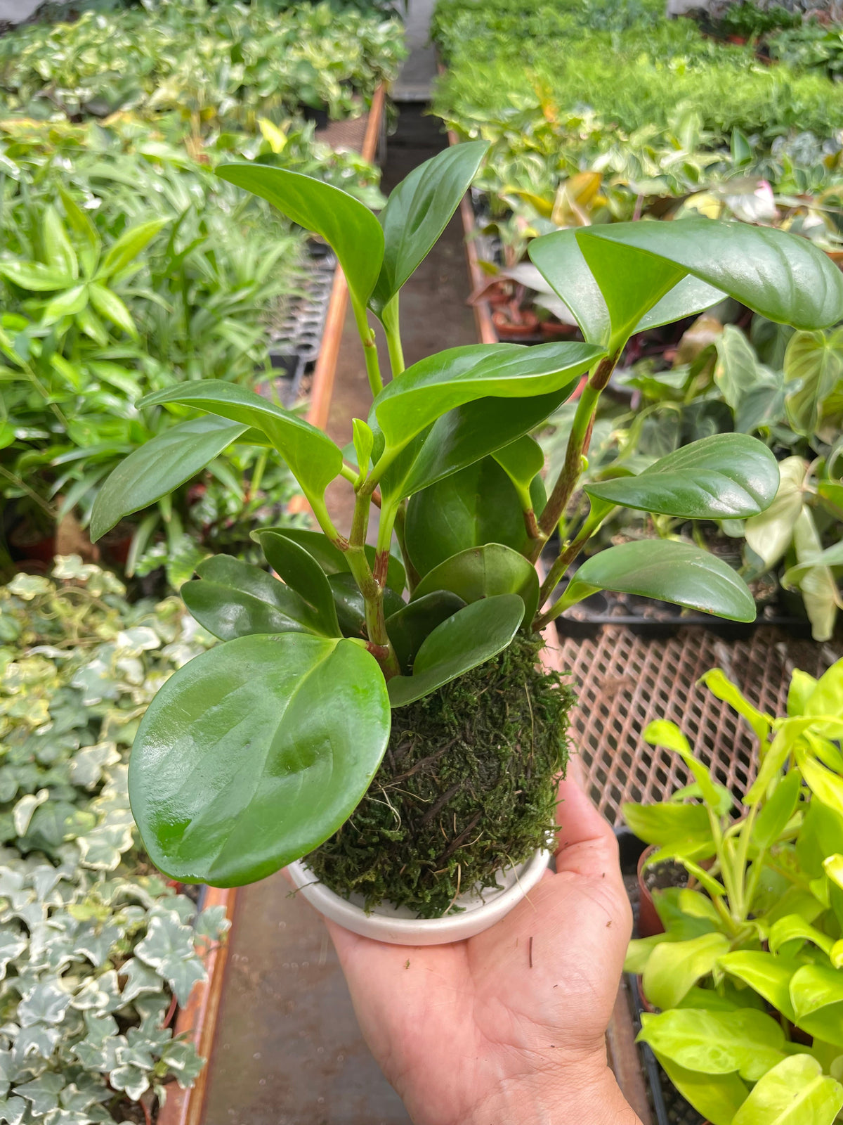 豆瓣绿泰国苔藓球