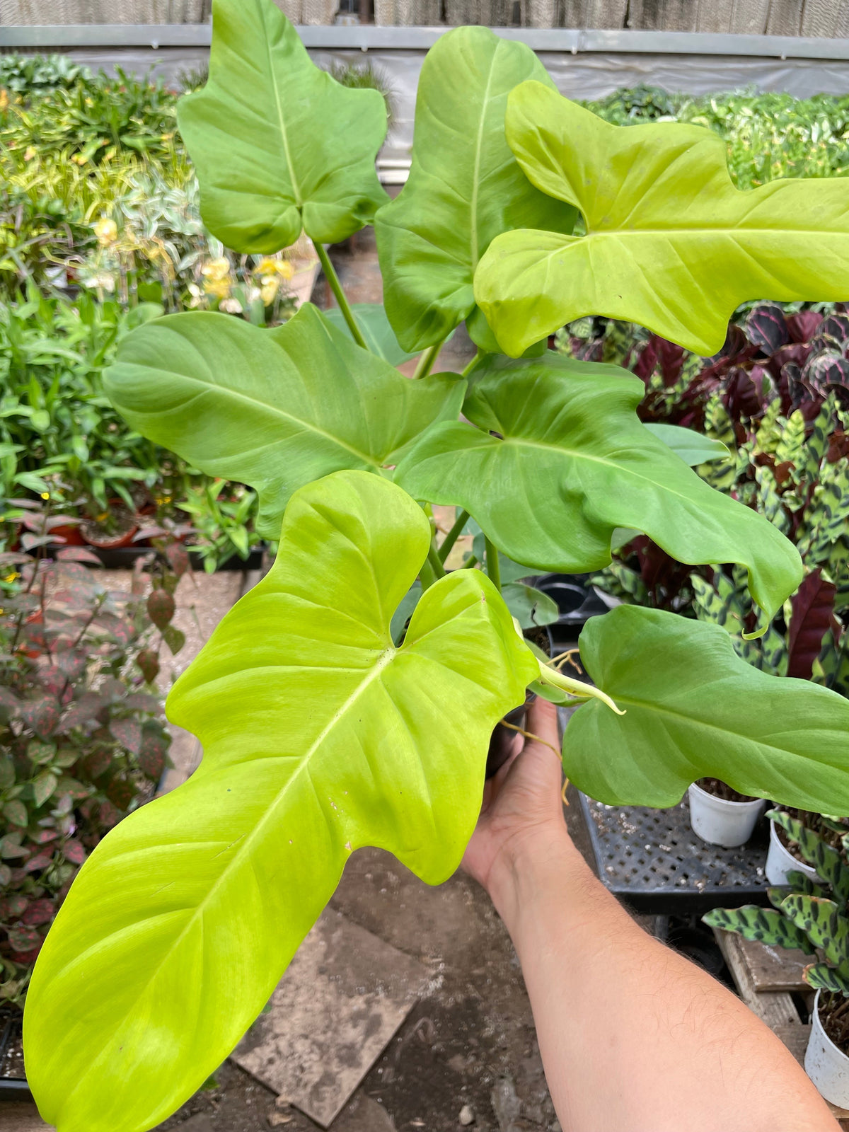 Filodendro 'Golden Dragon'