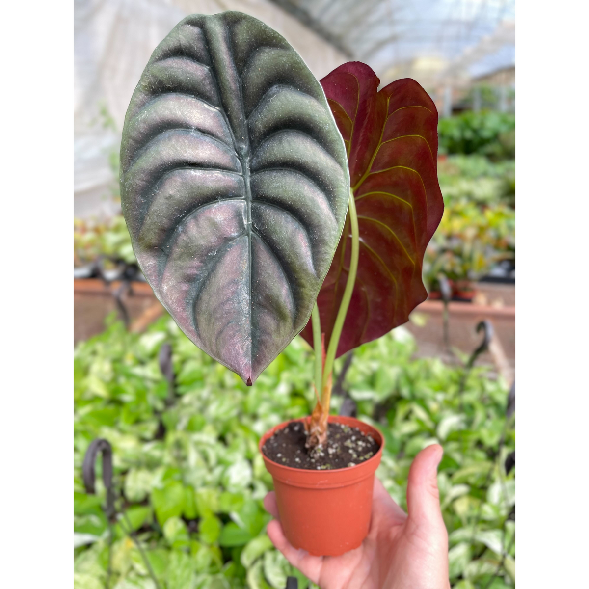 Alocasia 'Secreto Rojo'