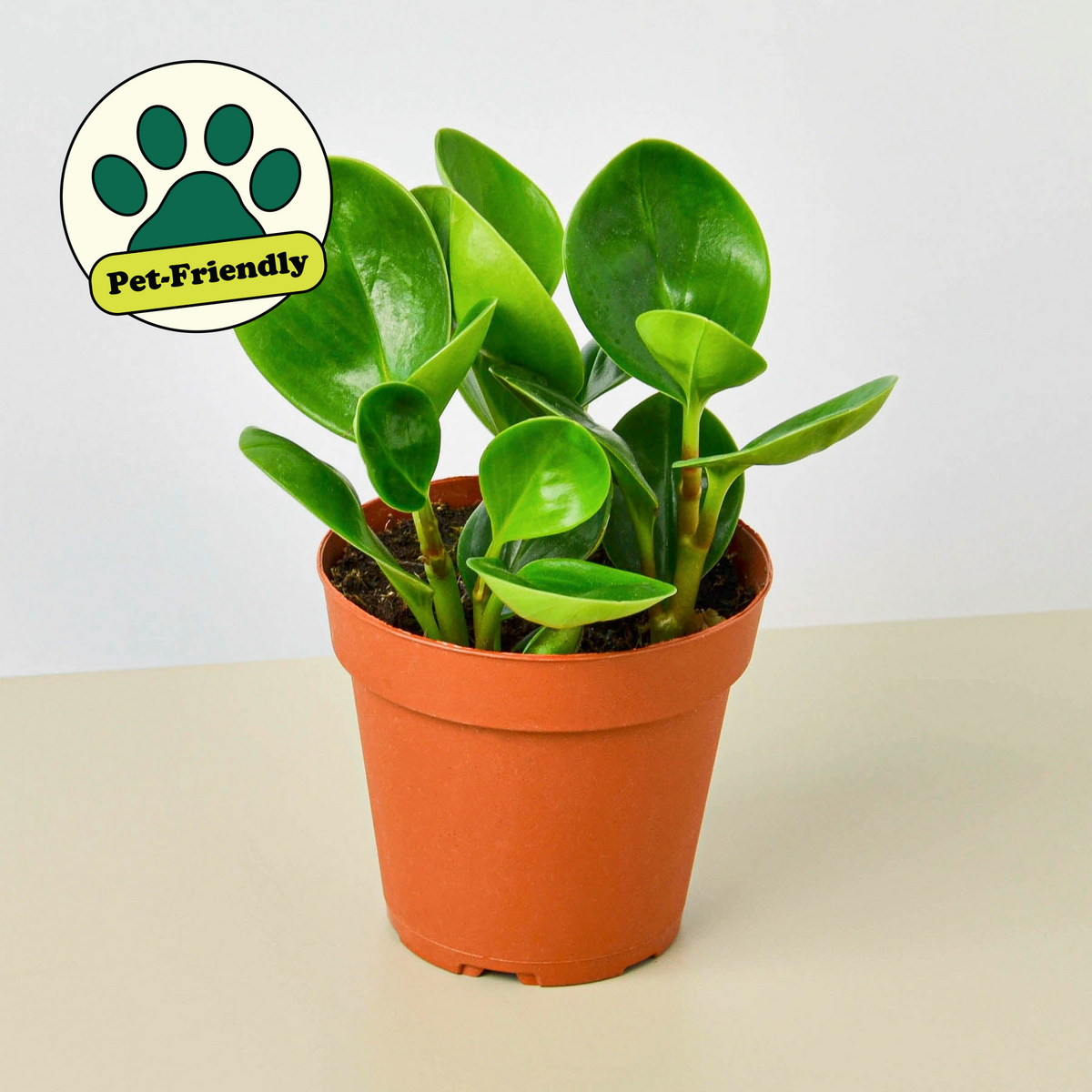 Peperomia Tailandia