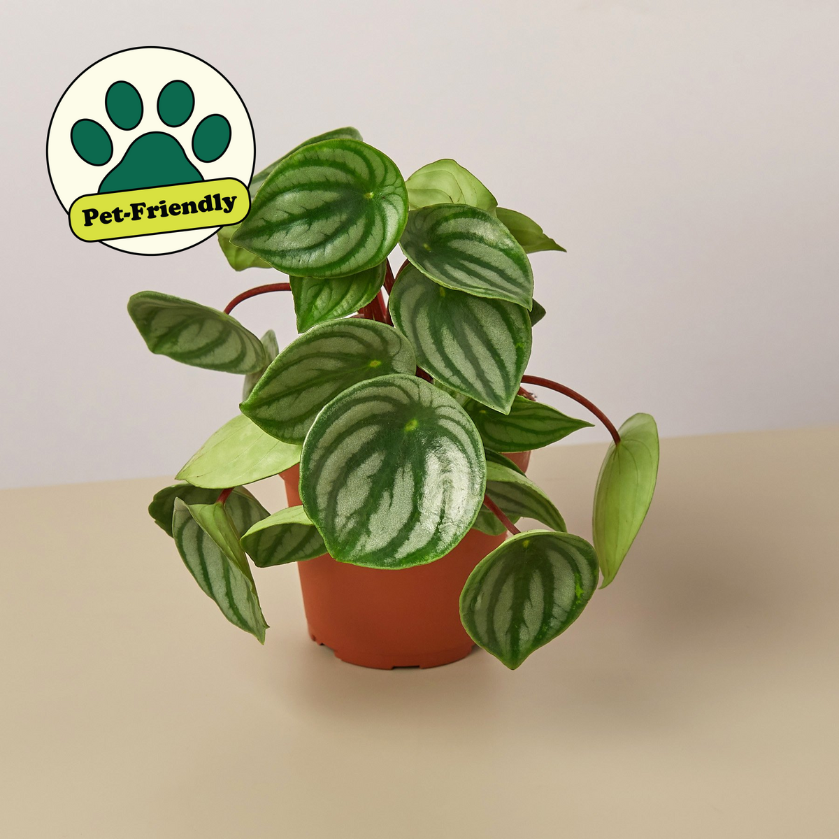 Peperomia 'Sandía'