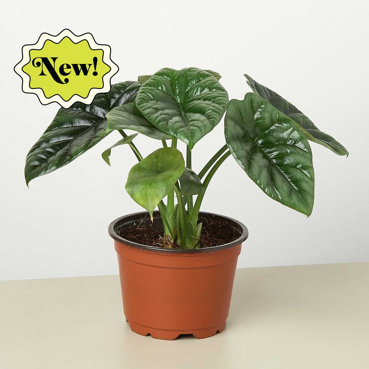 Alocasia 'Mirror Face' - Maceta de 4"