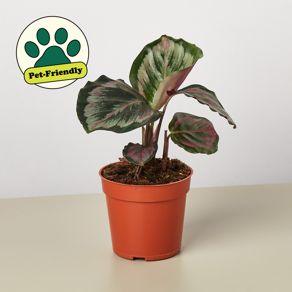 Calathea Roseopicta 'Medallón' II