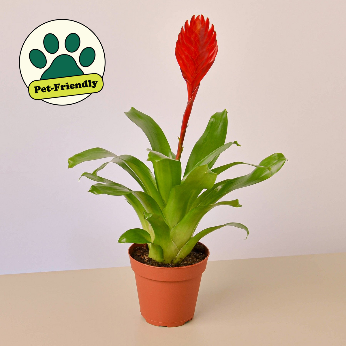 Bromelia 'Christiane'