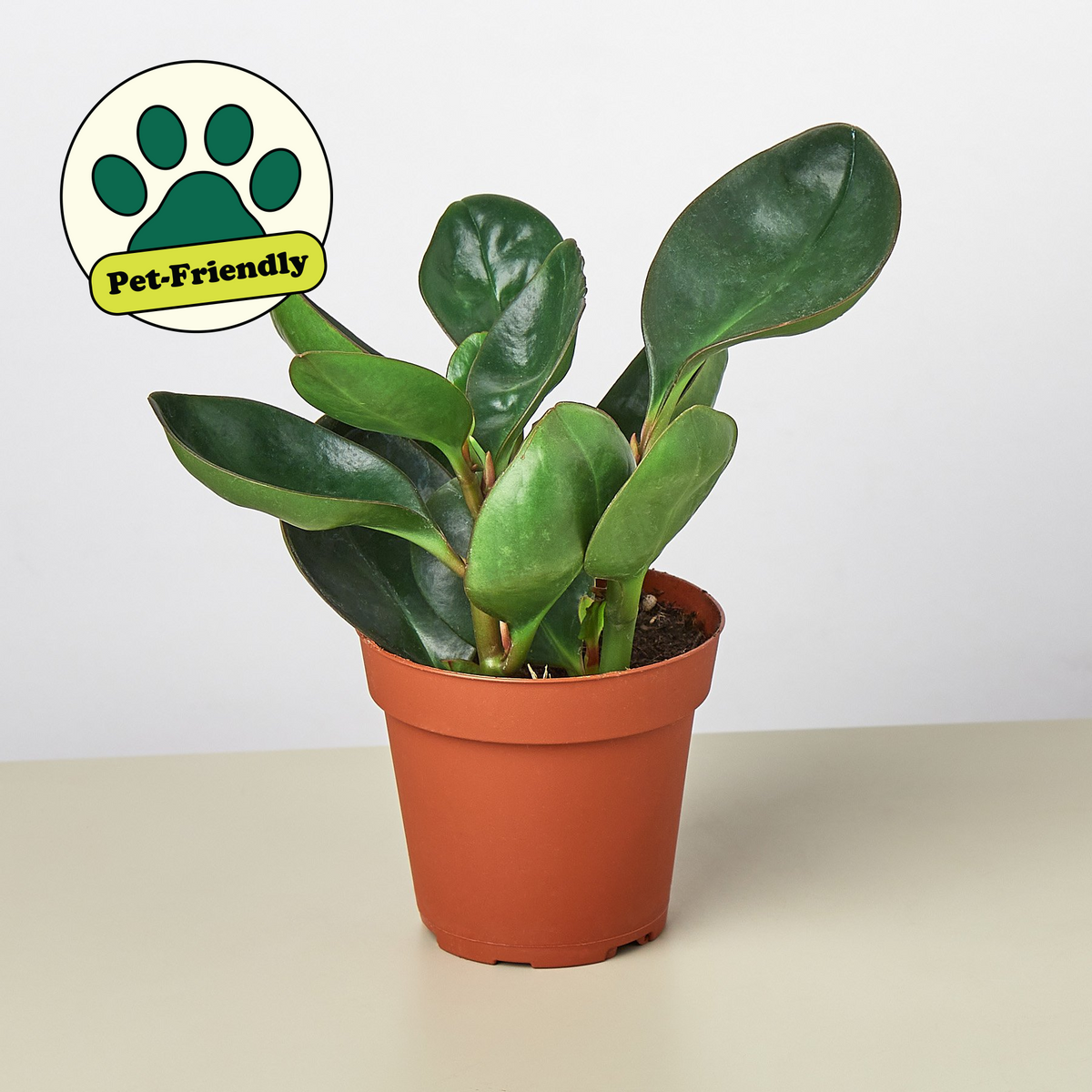 Peperomia de borde rojo