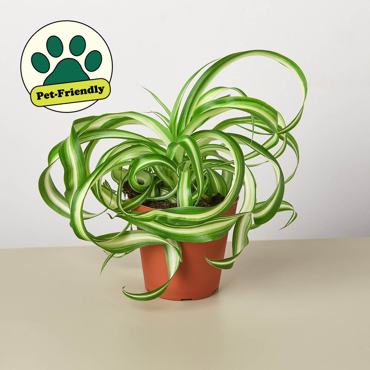 Planta Araña 'Bonnie'