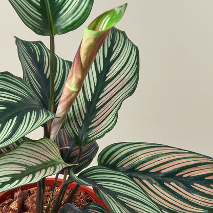 Calathea 'White Star'