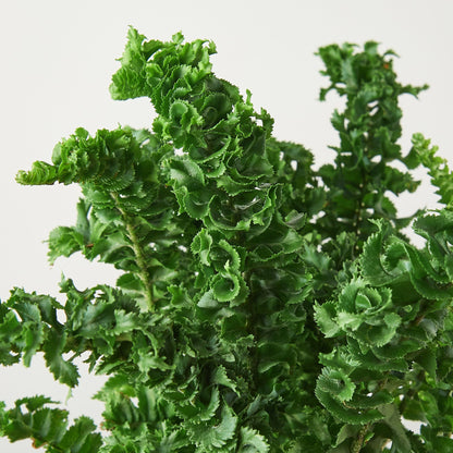 Fern 'Emina'