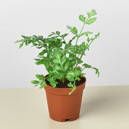 Fern 'Silver Lace'