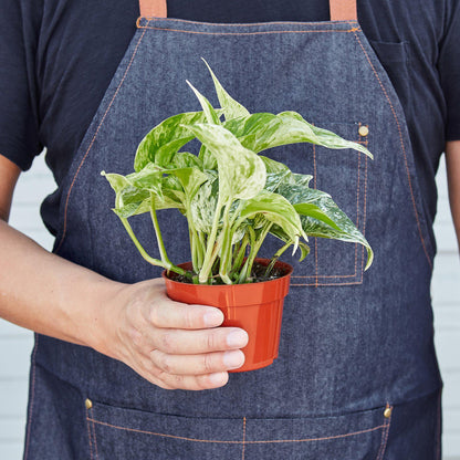 Pothos 'Marble Queen'