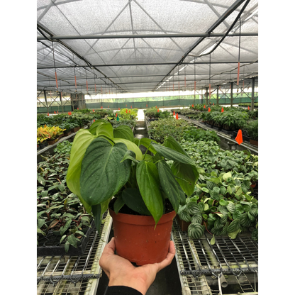 Philodendron 'Fuzzy Petiole'