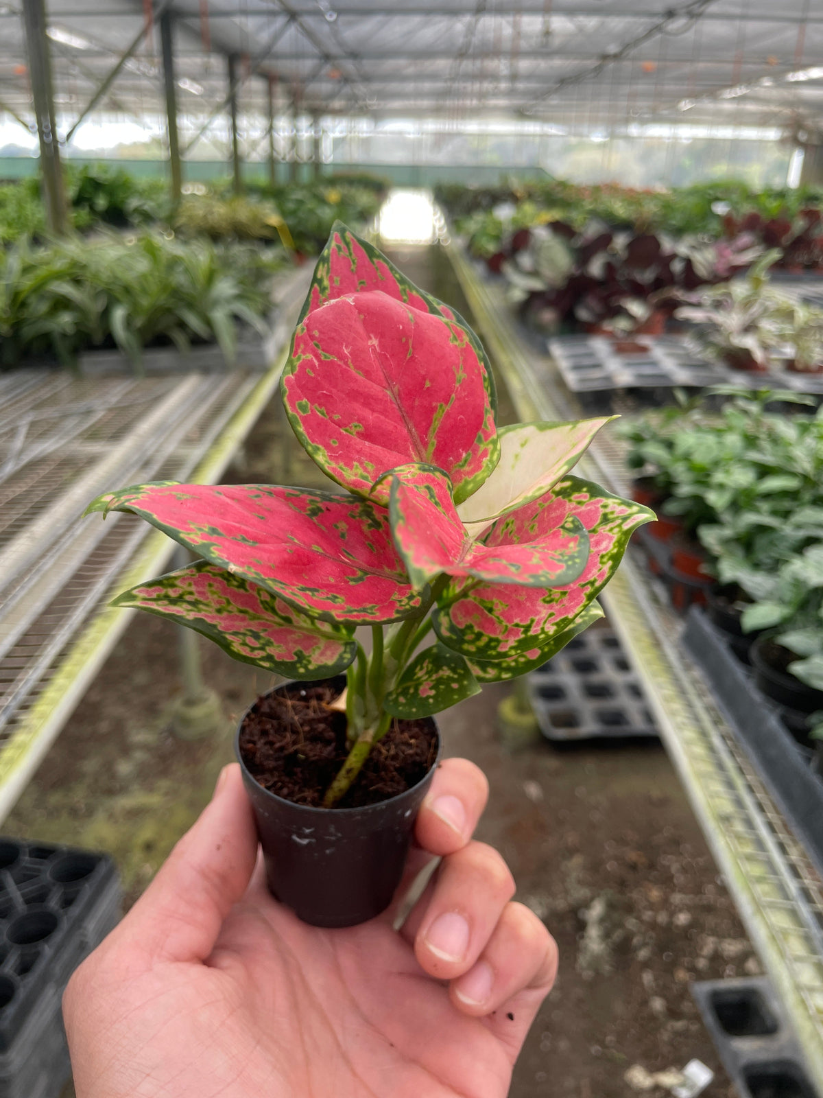 Aglaonema 'Lady Valentine'