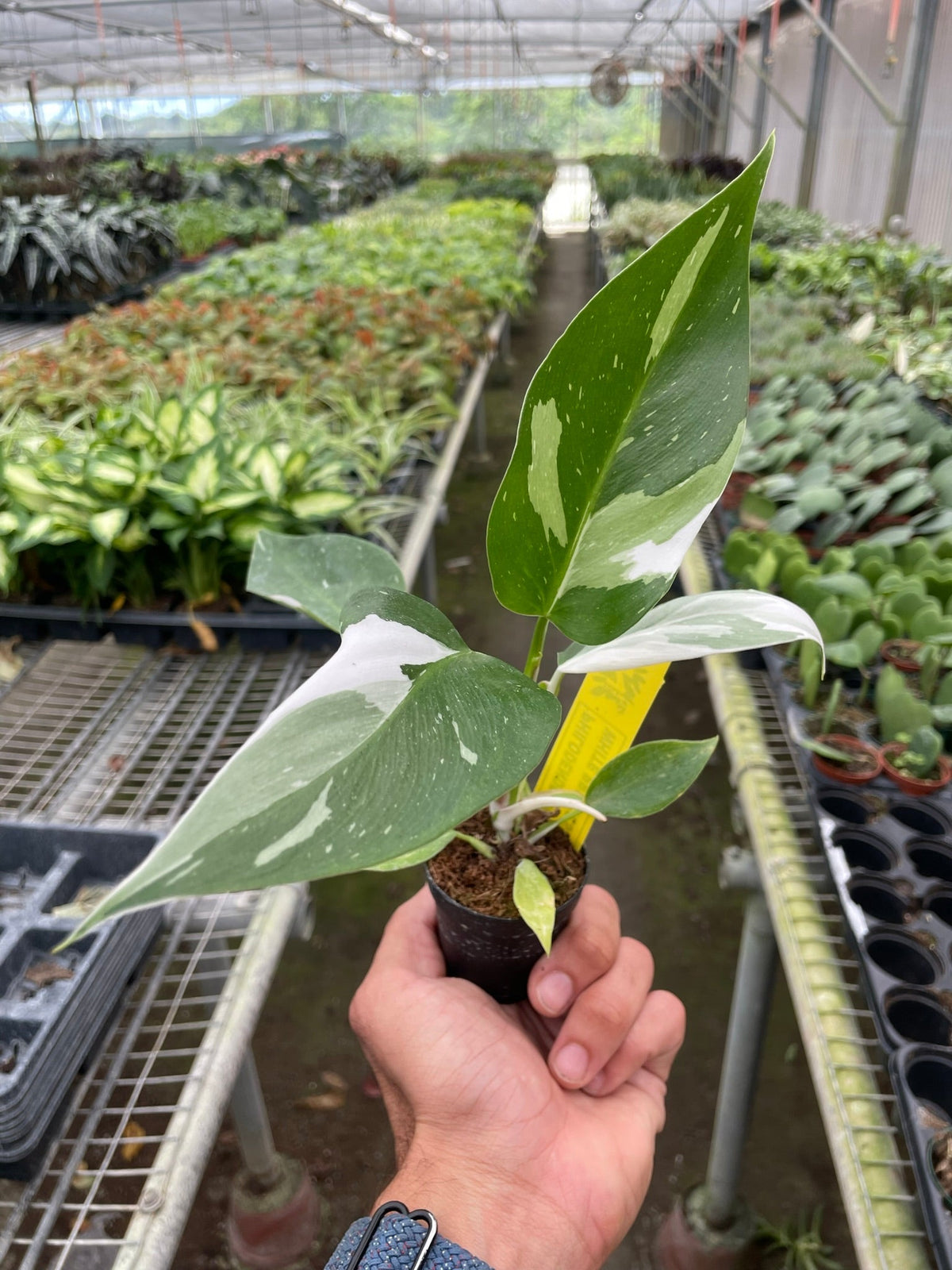 Filodendro 'White Princess'