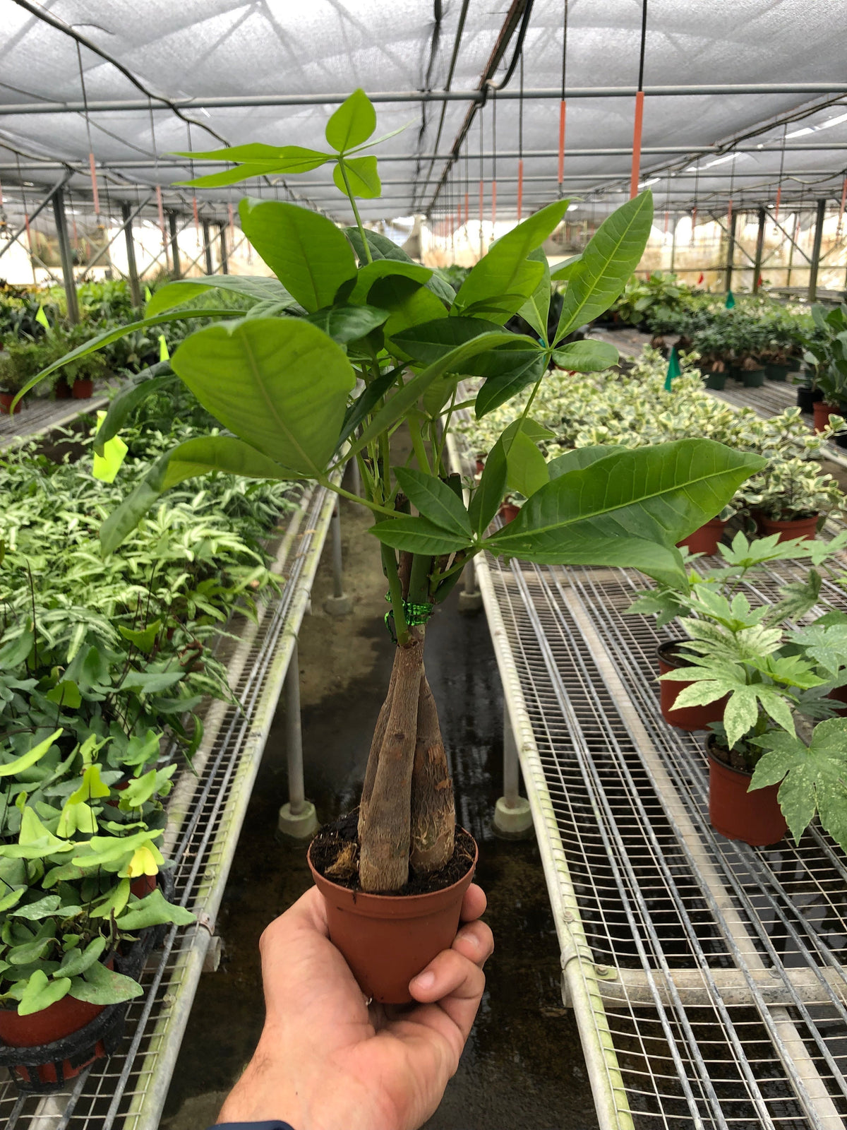 Árbol del Dinero 'Castaño de Guayana' Pachira Trenzada