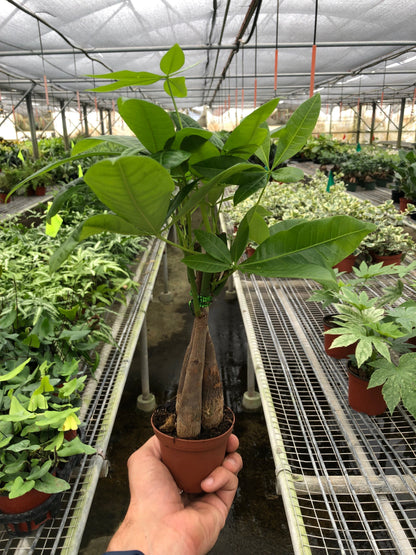 Árbol del Dinero 'Castaño de Guayana' Pachira Trenzada
