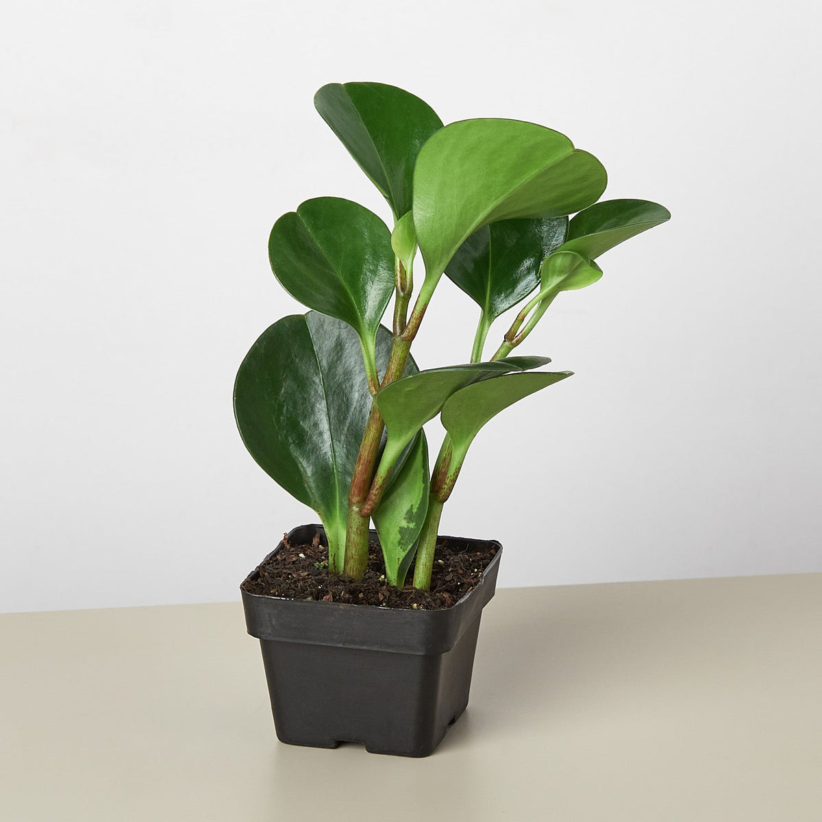 Peperomia Tailandia