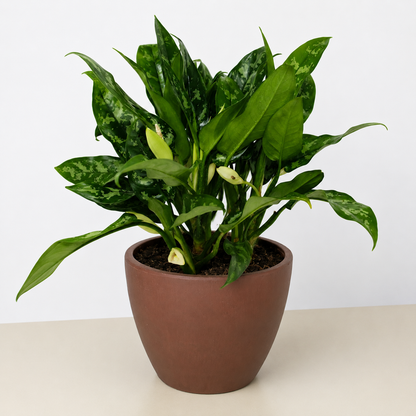 Chinese Evergreen 'Maria'