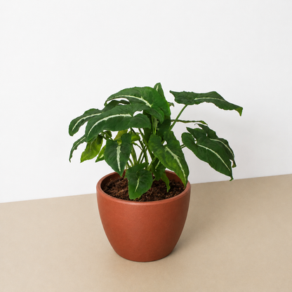 Syngonium wendlandii 'Black Velvet'