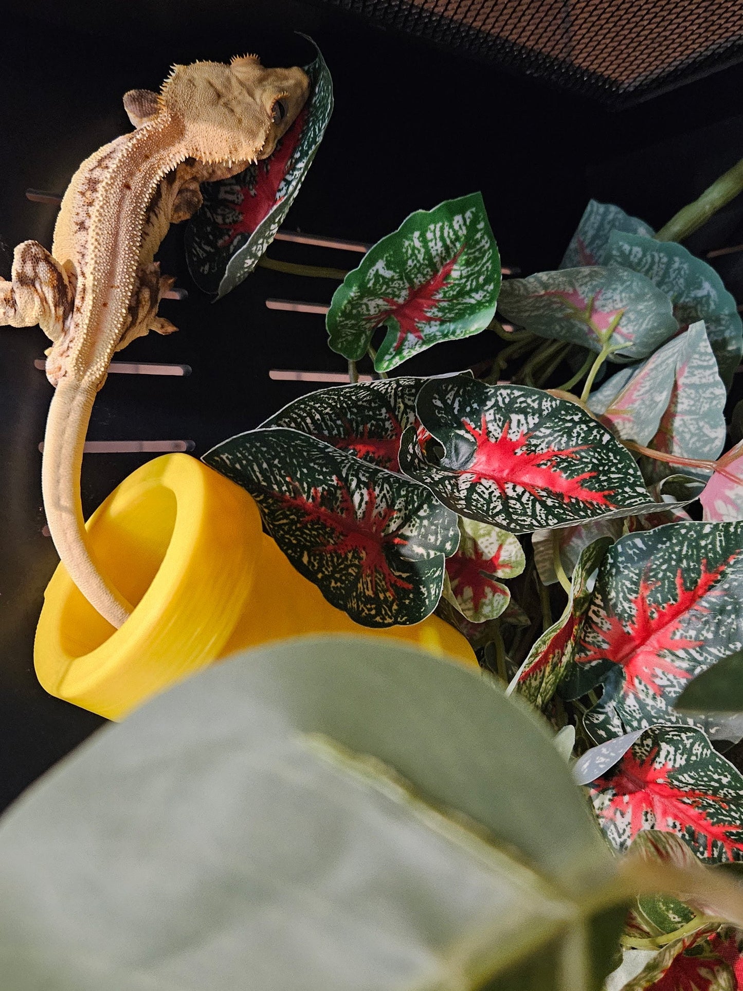 Gecko Tube Hide