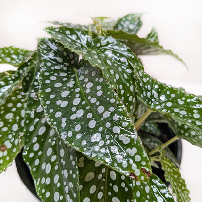 Begonia 'White Ice'