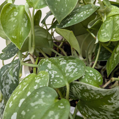 Pothos 'Satin'