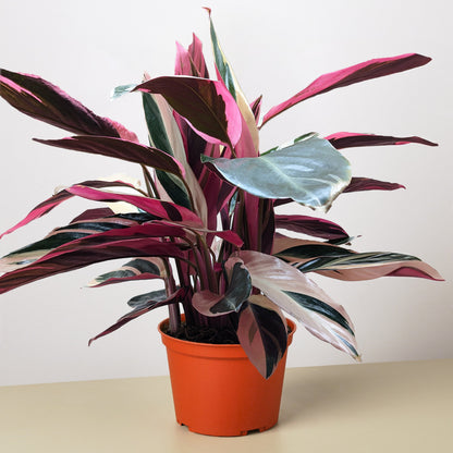 Stromanthe 'Triostar'