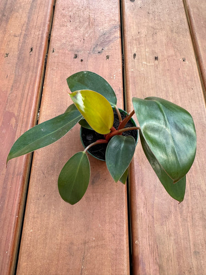 3" Philodendron Imperial Red