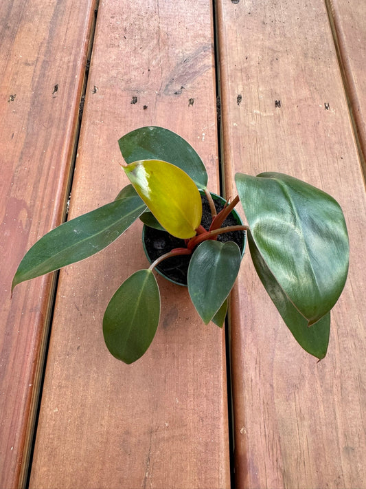 3" Philodendron Imperial Red