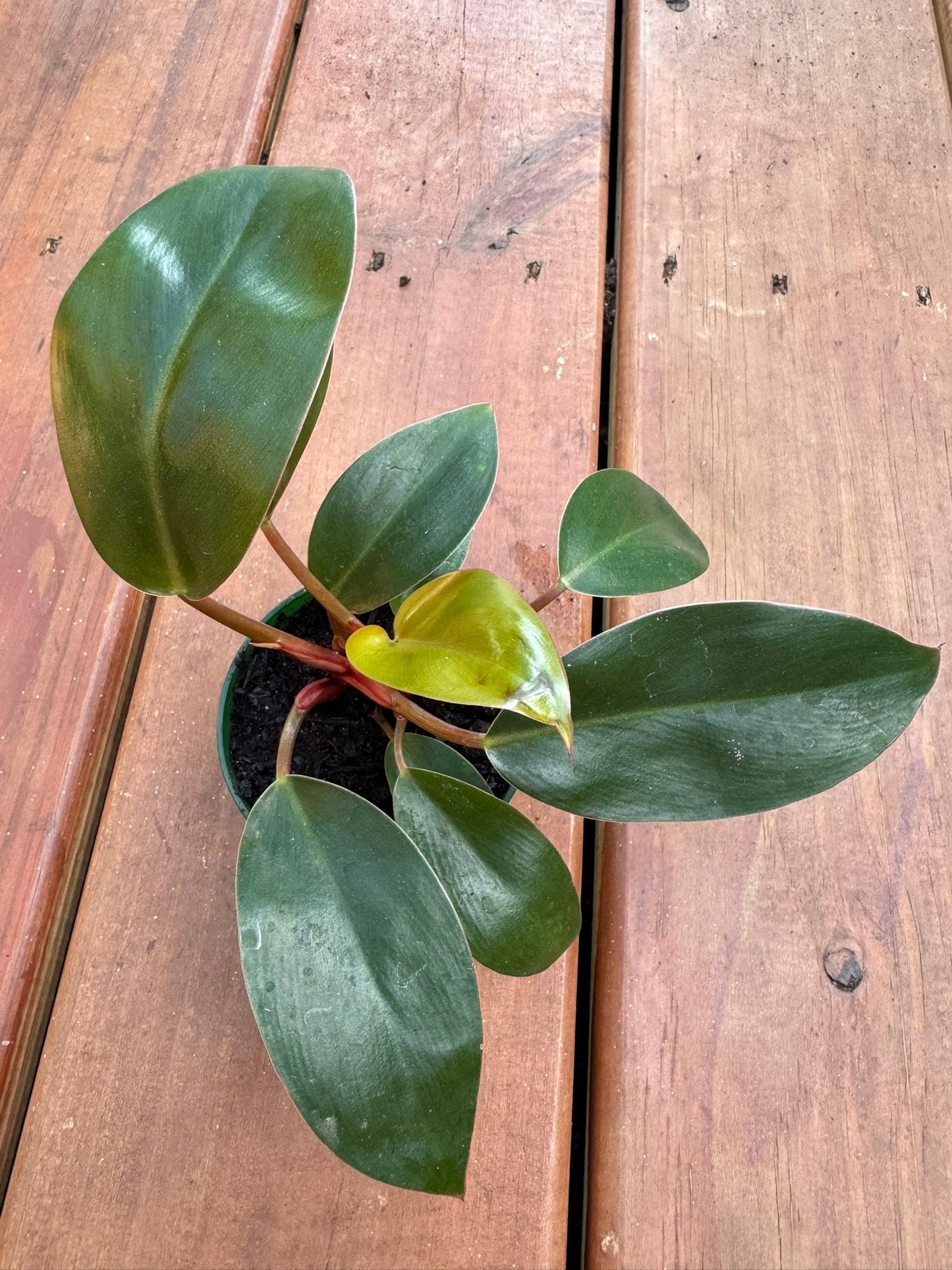 3" Philodendron Imperial Red