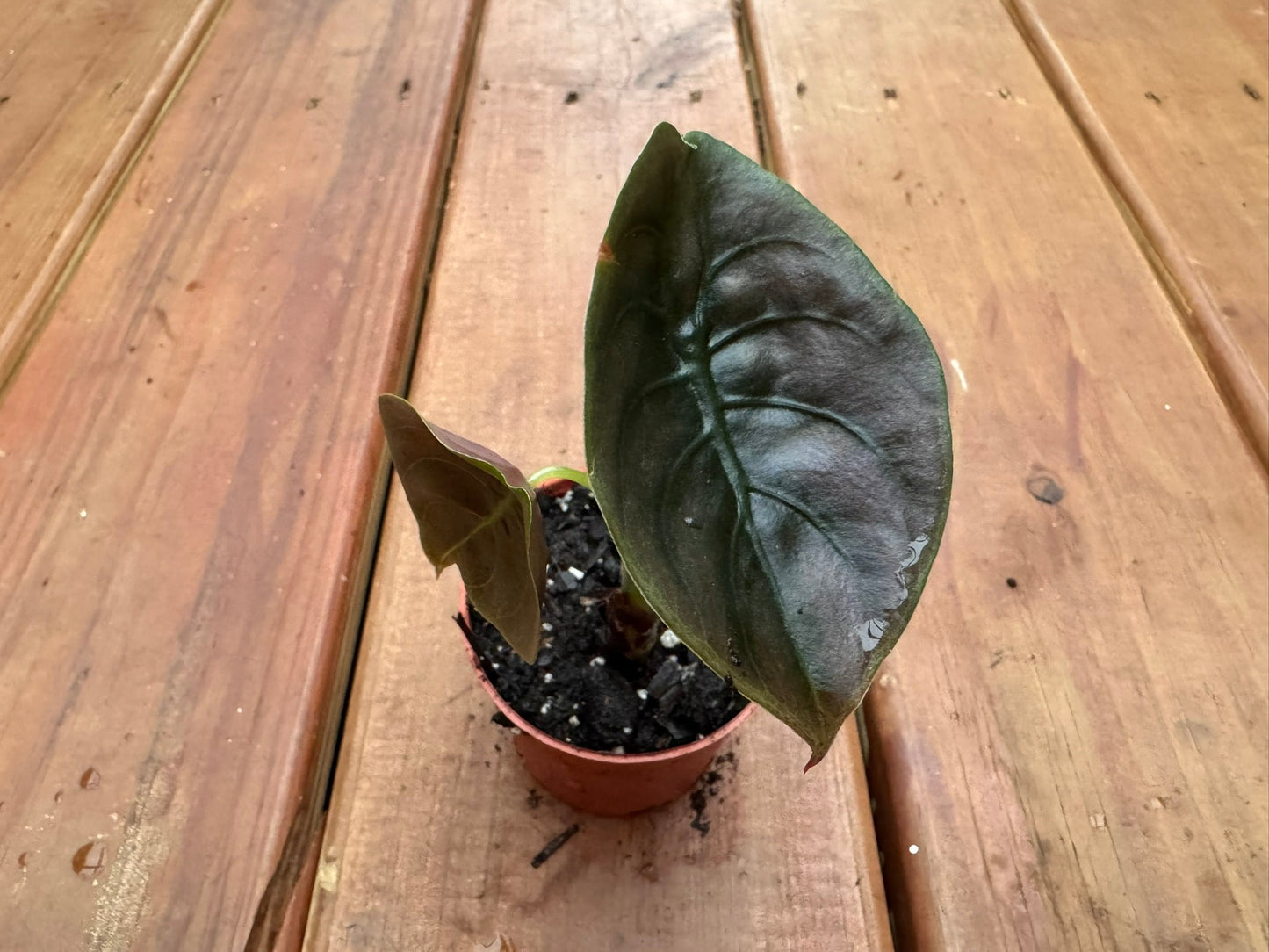 3" Alocasia Cuprea