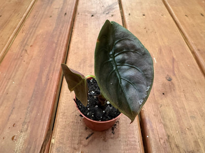 3" Alocasia Cuprea