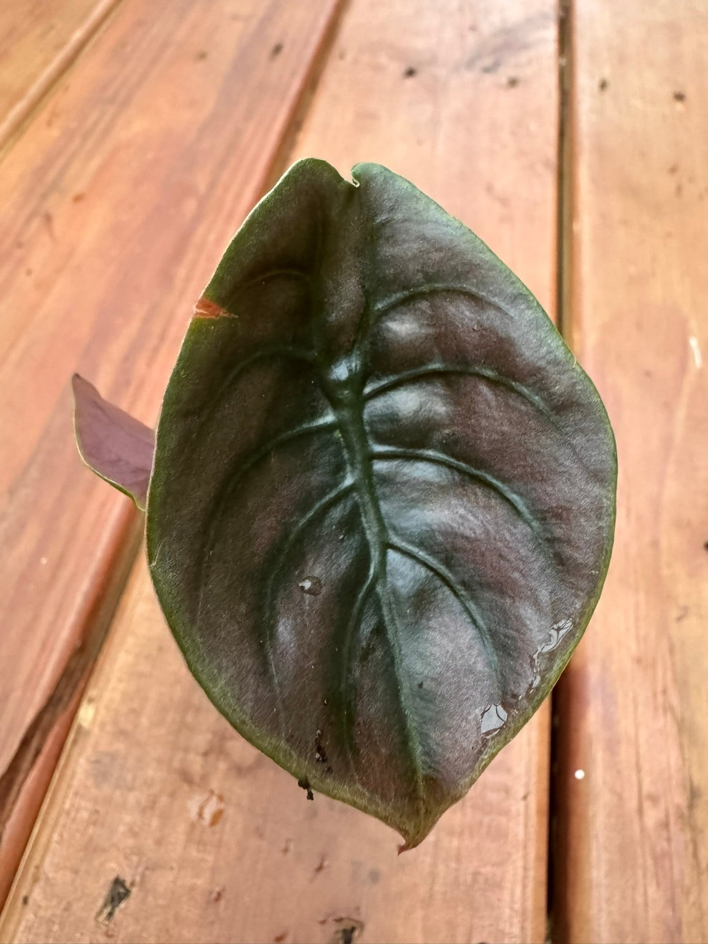 3" Alocasia Cuprea