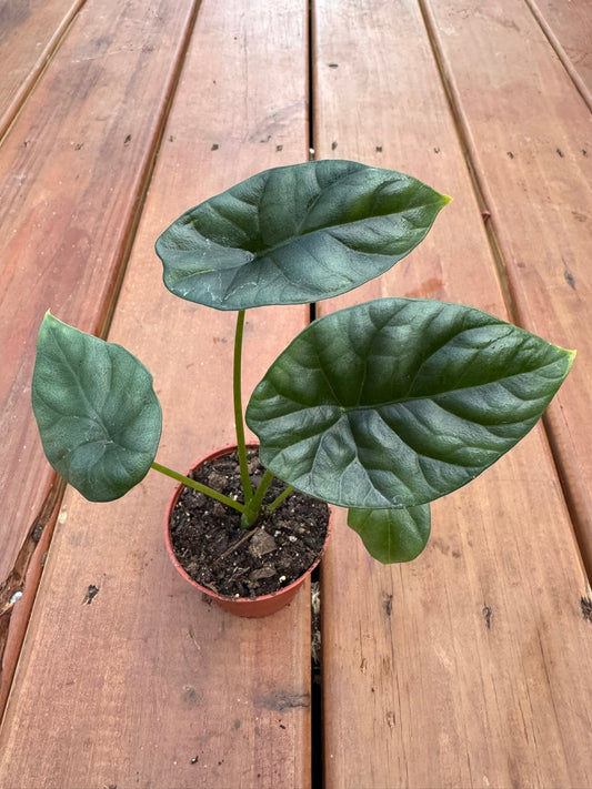 3” Alocasia Sinuata "Quilted Dreams"