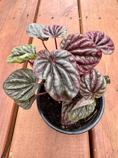 4" Peperomia Red Luna