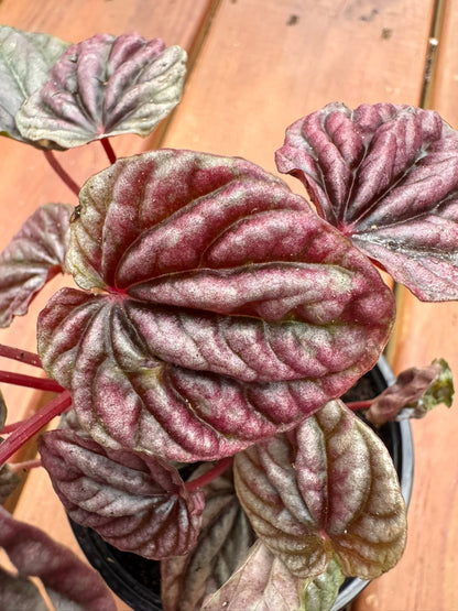 4" Peperomia Red Luna