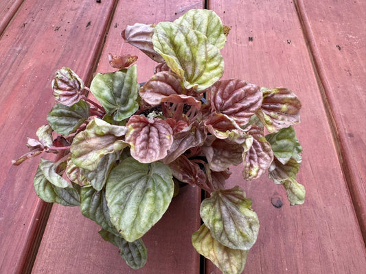 4" Peperomia Quito