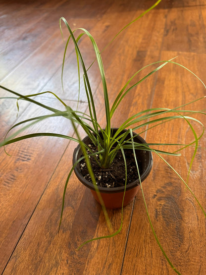 4" Ponytail Palm