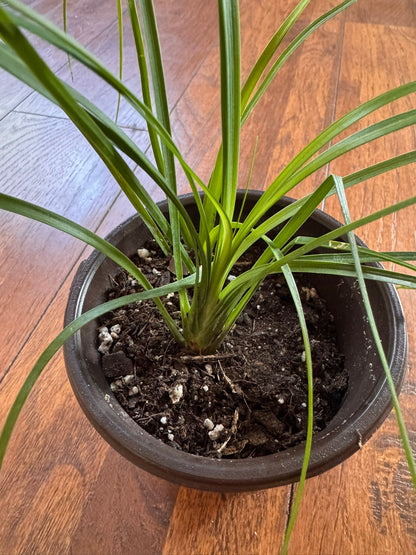 4" Ponytail Palm