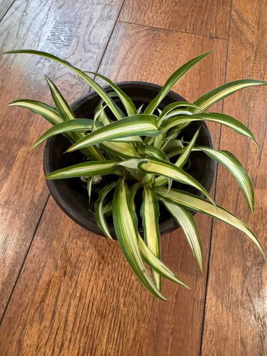 4" Variegated Spider Plant