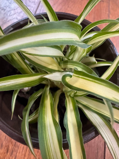 4" Variegated Spider Plant