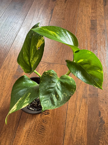 4" Golden Pothos