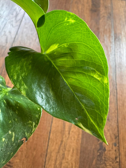 4" Golden Pothos