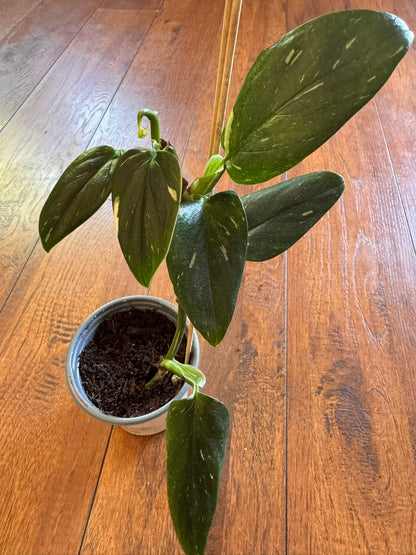 4" Monstera Standleyana Albo