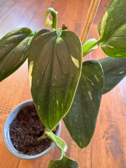 4" Monstera Standleyana Albo