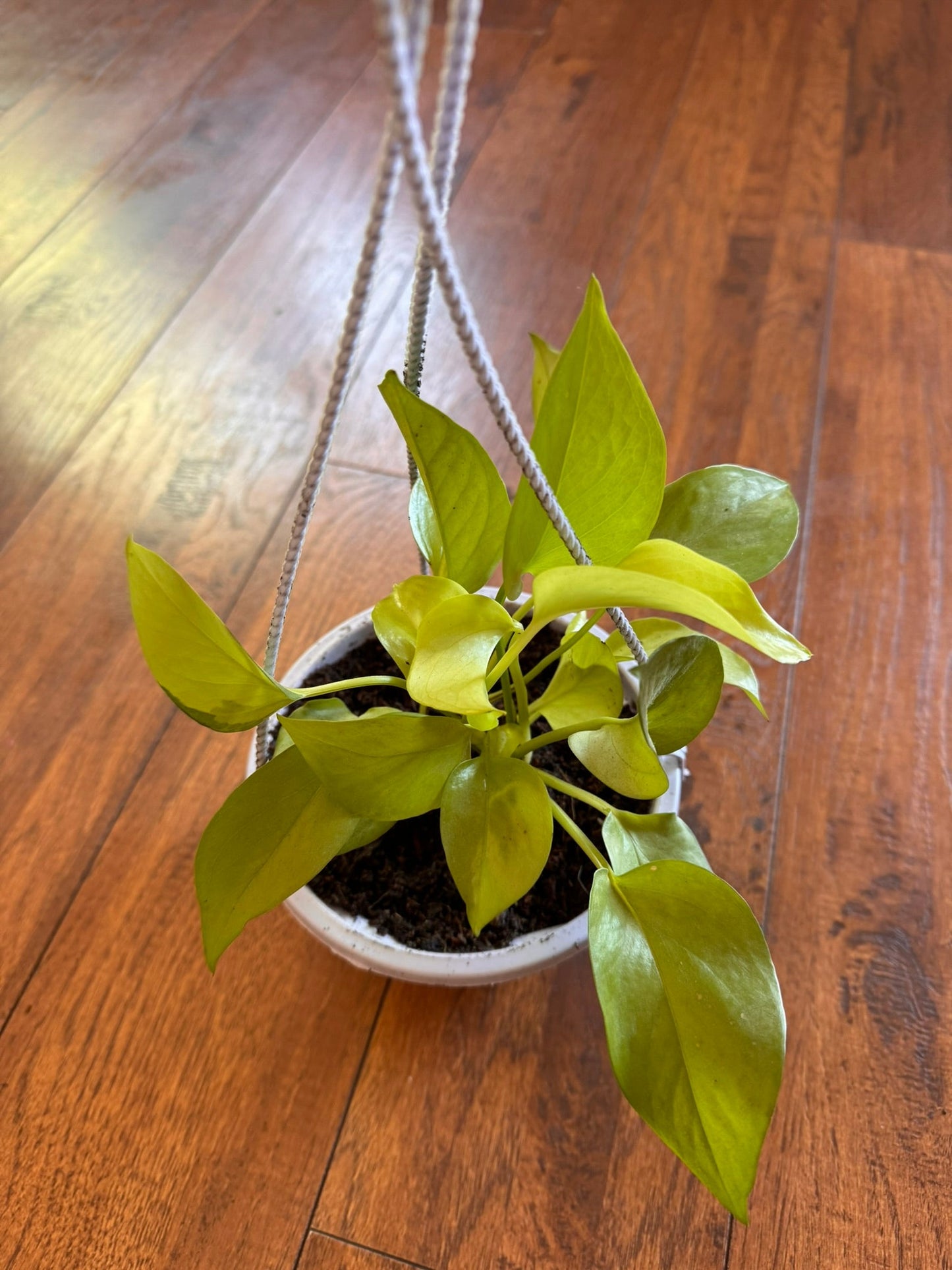 5" Neon Pothos Hanging Basket