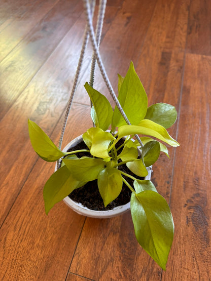 5" Neon Pothos Hanging Basket