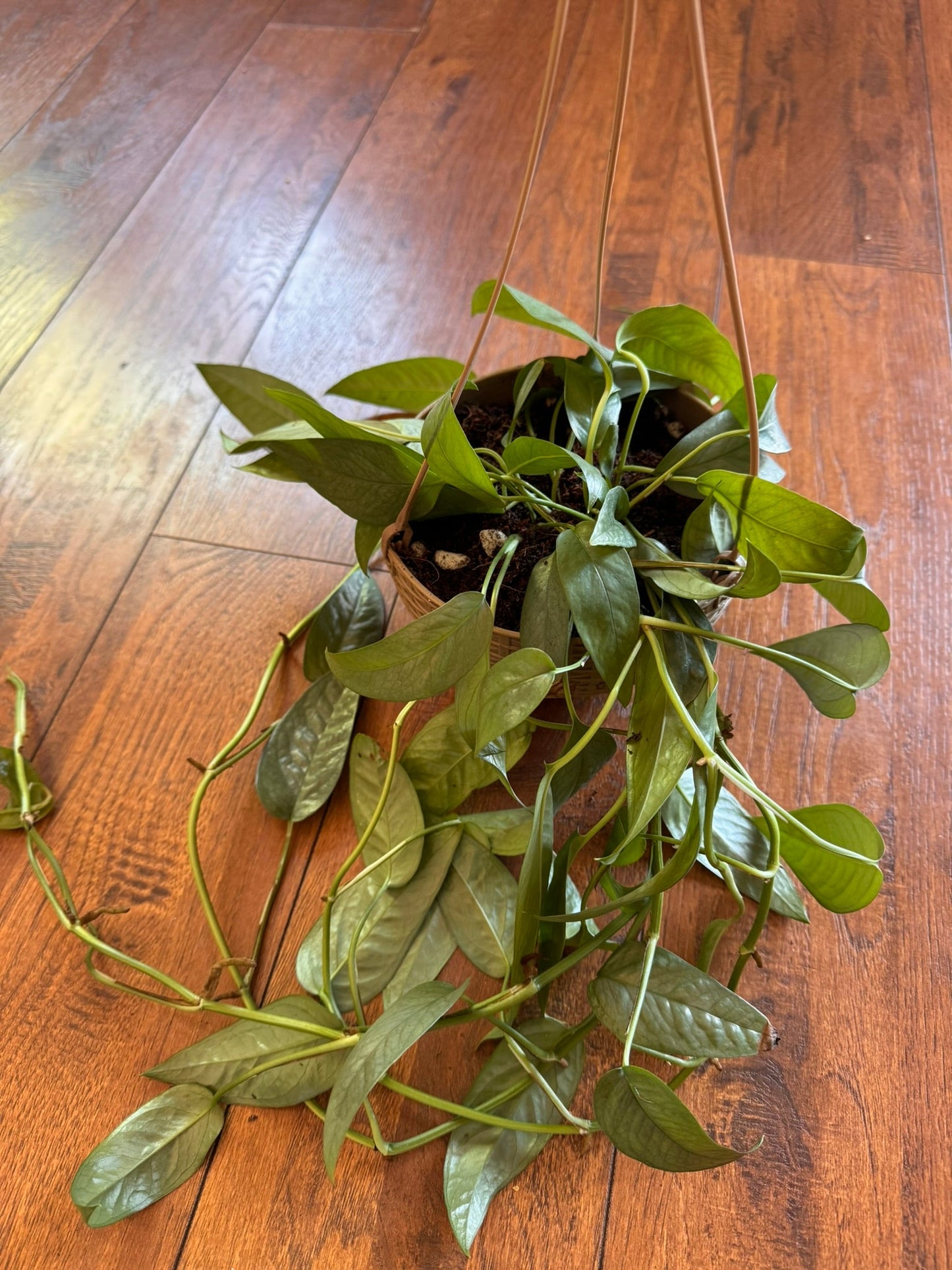 5" Cebu Blue Pothos Hanging Basket