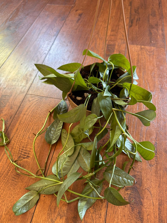 5" Cebu Blue Pothos Hanging Basket