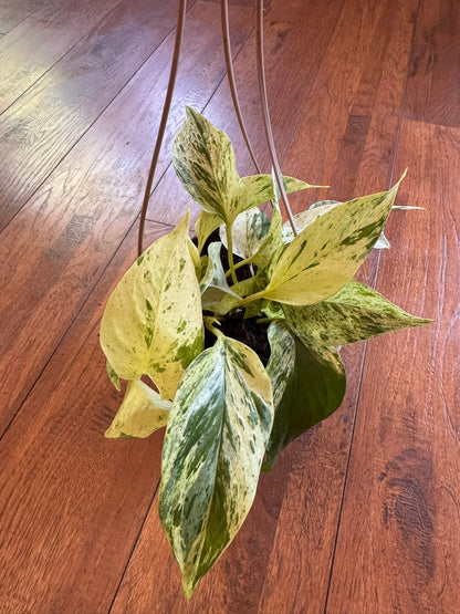 5" Snow Queen Pothos Hanging Basket